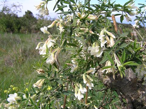 Chamaecytisus proliferus