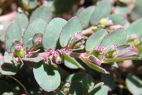 Chamaesyce prostrata