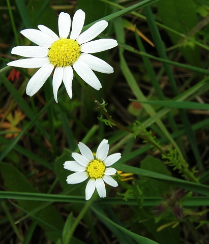 Matricaria chamomilla