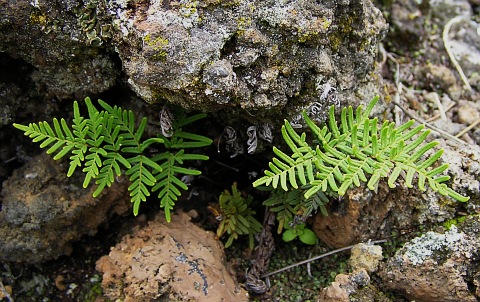 Cheilanthes pulchella