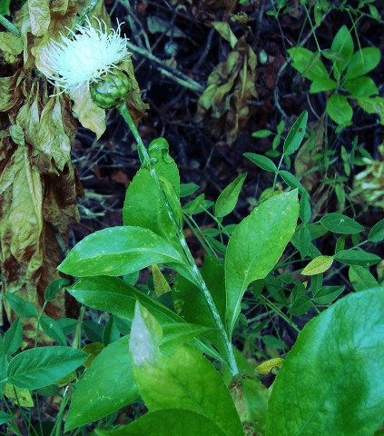 Cheirolophus
            burchardii