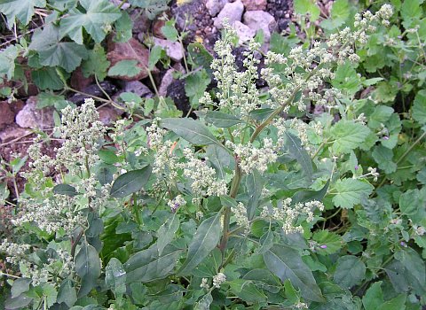 Chenopodium album