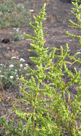 Chenopodium ambrosioides