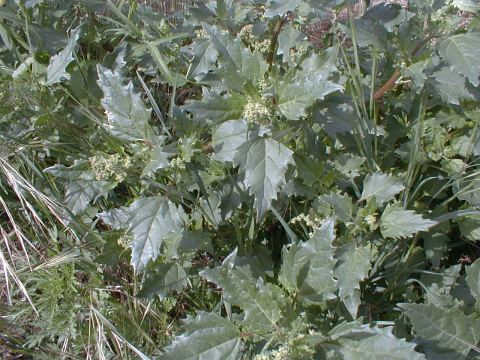 Chenopodium murale