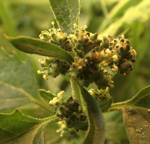 Chenopodium murale