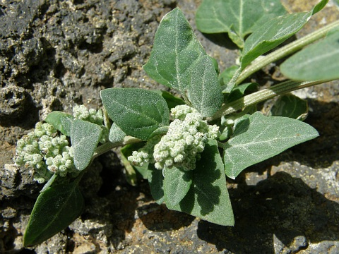 Chenopodium vulvaria