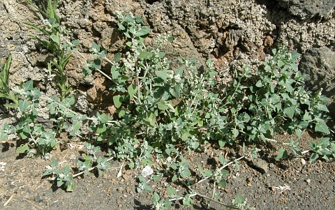 Chenopodium vulvaria