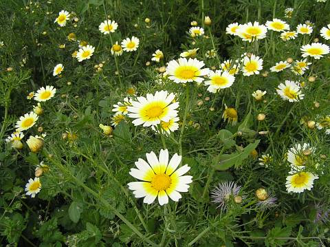 Glebionis coronaria