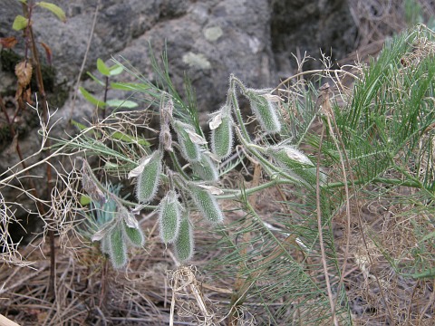 Cicer canariensis