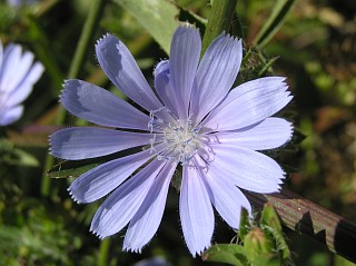 Capítulo de Cichorium endivia