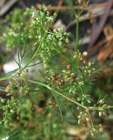 Ciclospermum leptophyllum