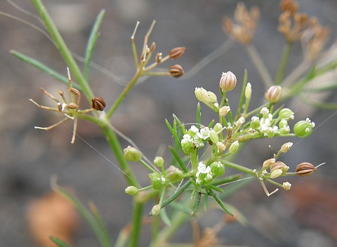 Ciclospermum leptophyllum