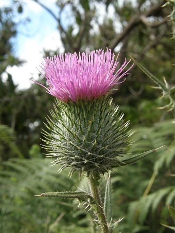 Cirsium vulgare