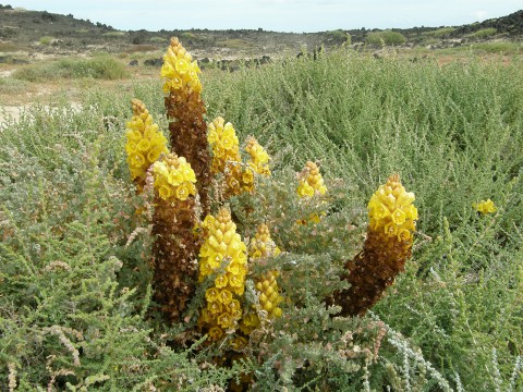 Cistanche phelipaea