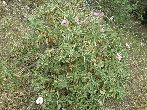 Cistus chinamadensis ssp.gomerae