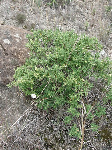 Cistus grancanariae