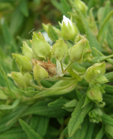 Cistus grancanariae