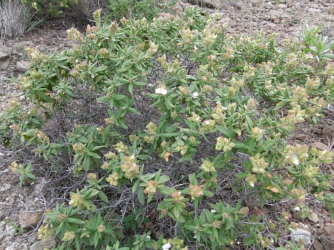 Cistus grancanariae