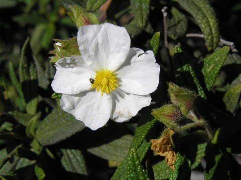 Cistus monspeliensis