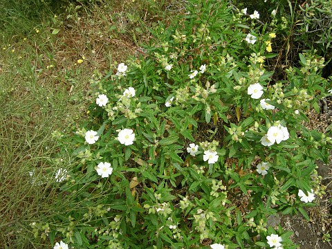 Cistus monspeliensis