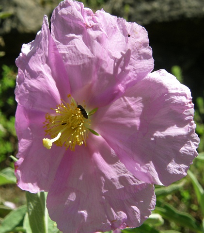 Cistus ocreatus