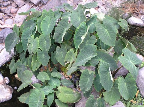 Colocasia esculenta