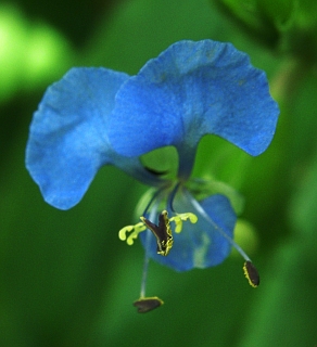 Flor de Commelina diffusa