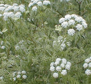 Conium maculatum