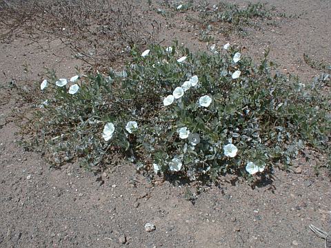 Convolvulus arvensis