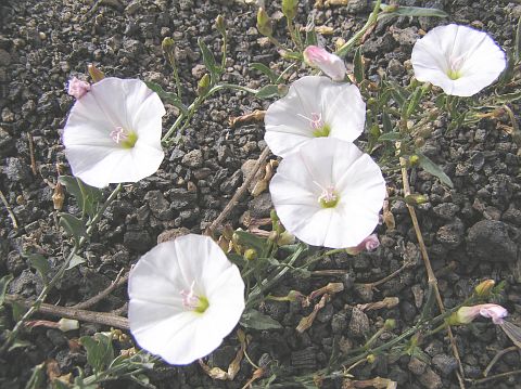 Convolvulus arvensis