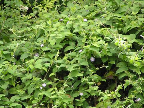 Convolvulus canariensis