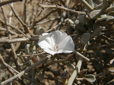 Convolvulus caput-medusae