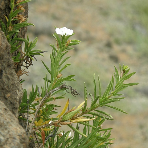 Convolvulus glandulosus