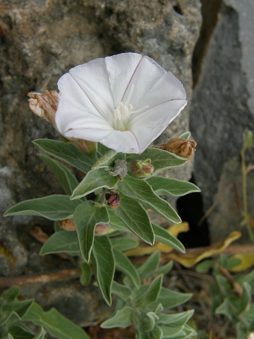 Convolvulus perraudieri