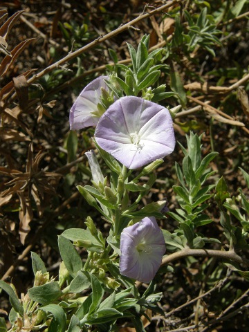 Convolvulus perraudieri