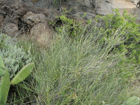 Convolvulus scoparius