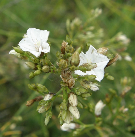 Convolvulus scoparius