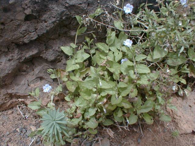 Convolvulus siculus