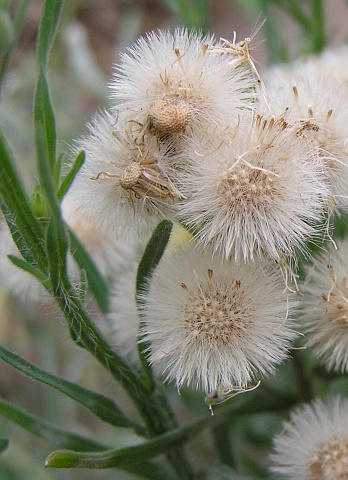 Capítulos de Conyza bonariensis