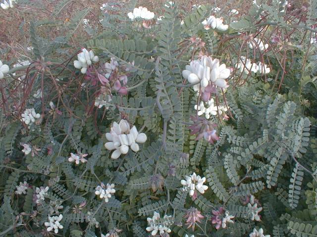 Coronilla viminalis