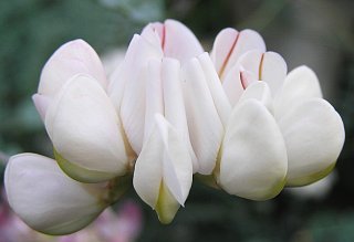 Coronilla viminalis