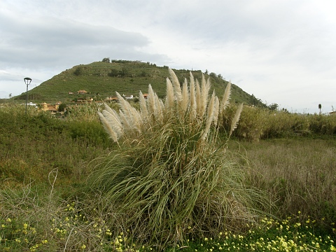 Cortaderia selloana