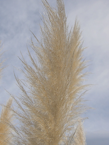 Inflorescencia de Cortaderia selloana