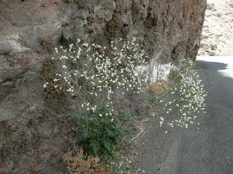 Crambe arborea