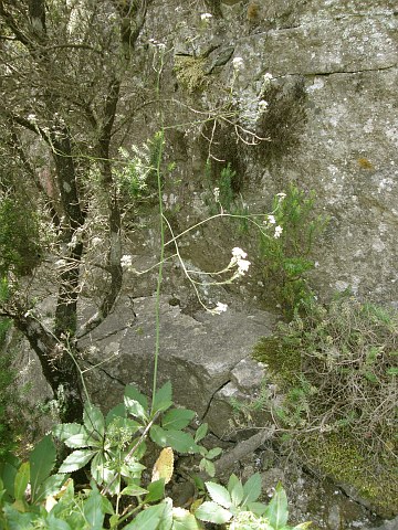 Crambe gomerae