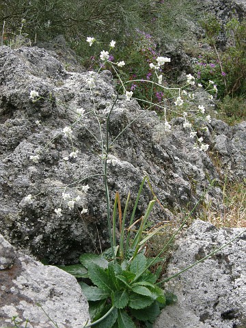 Crambe laevigata