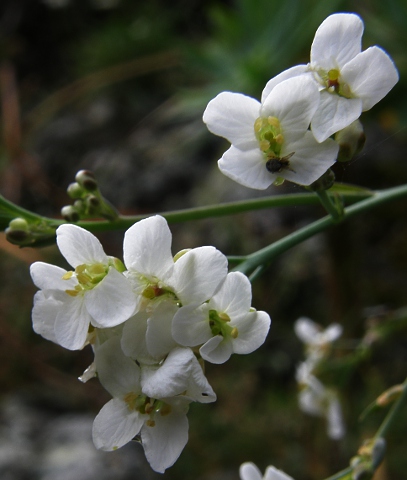 Crambe laevigata