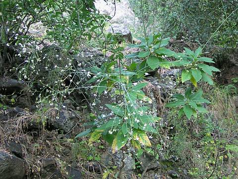 Crambe pritzelii