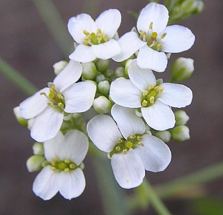 Crambe scaberrima