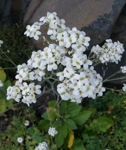 Crambe scaberrima